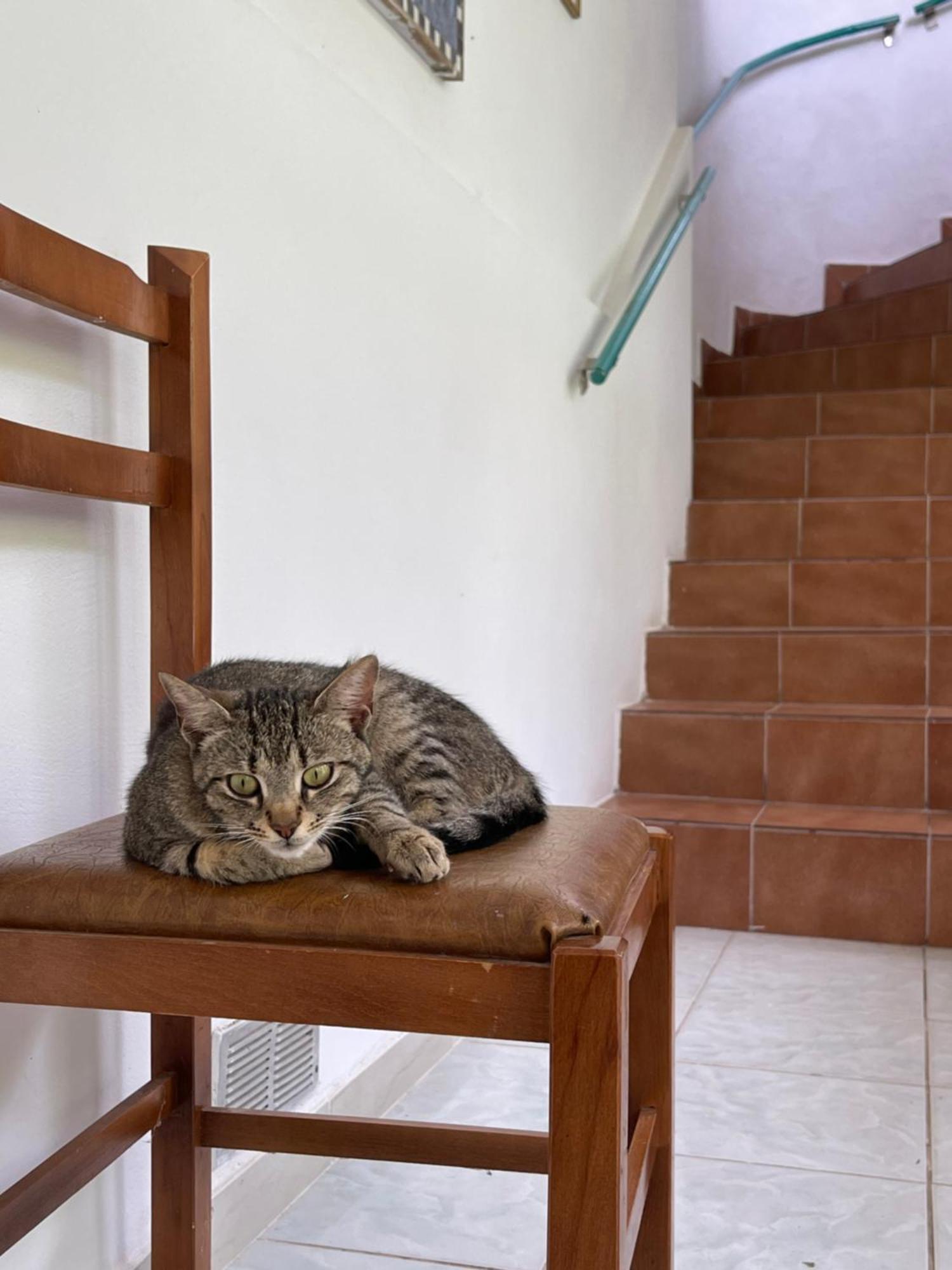 Villa Mance Berat Bagian luar foto
