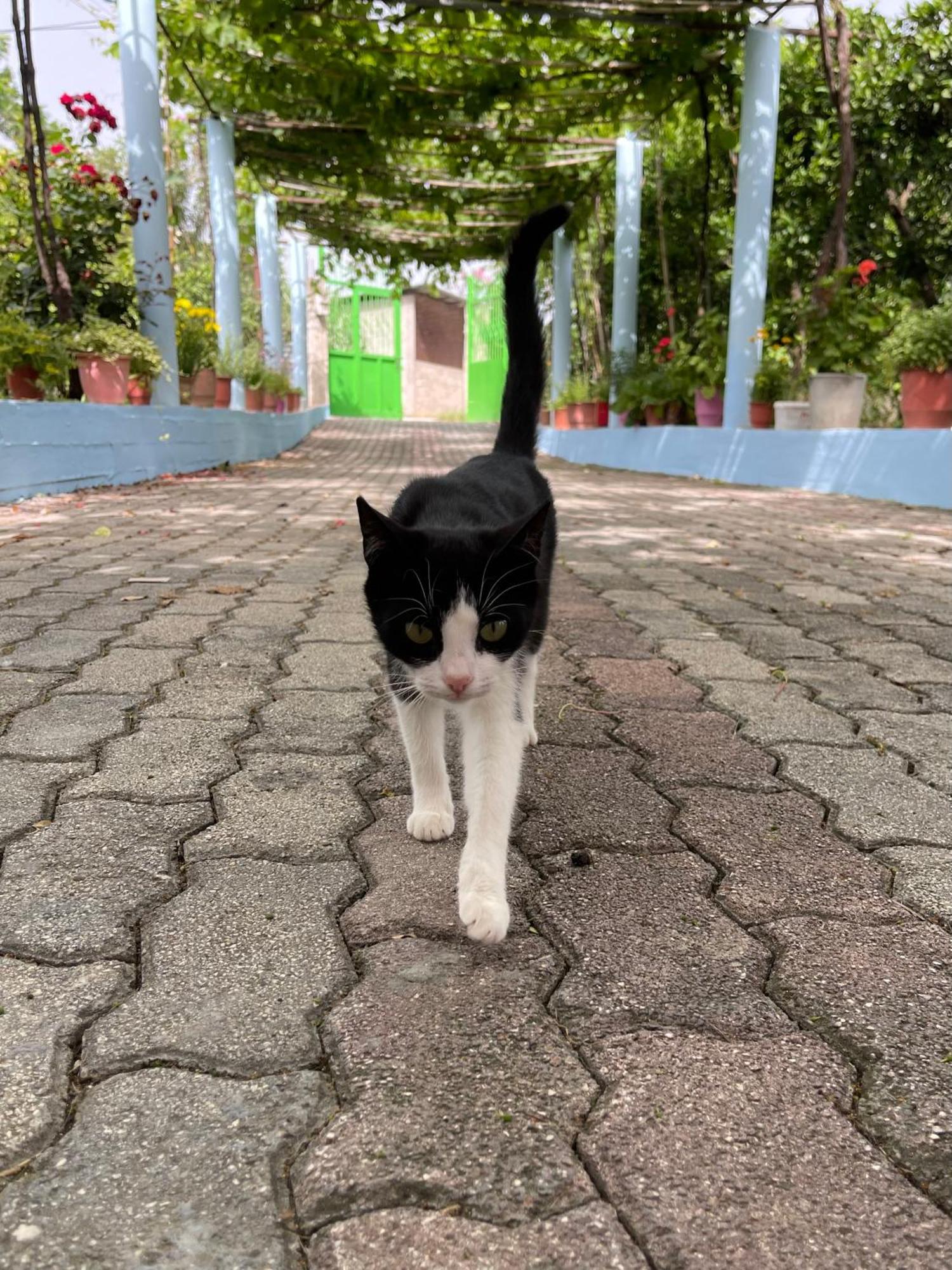 Villa Mance Berat Bagian luar foto
